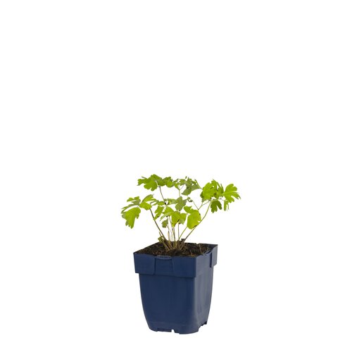 Aquilegia alpina, in 11cm-pot - afbeelding 1