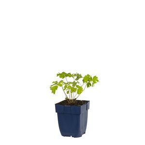 Aquilegia alpina, in 11cm-pot - afbeelding 1