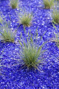 Festuca glauca, in 11cm-pot - afbeelding 2