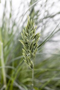 Festuca glauca, in 11cm-pot - afbeelding 3