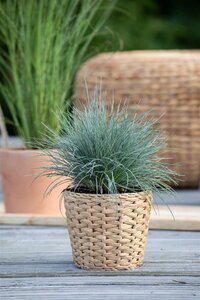 Festuca glauca, in 11cm-pot - afbeelding 6
