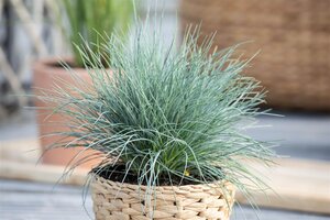 Festuca glauca, in 11cm-pot - afbeelding 4