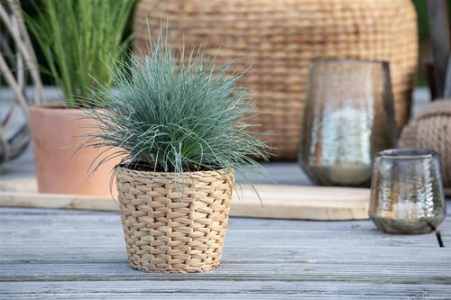 Festuca glauca, in 11cm-pot - afbeelding 5
