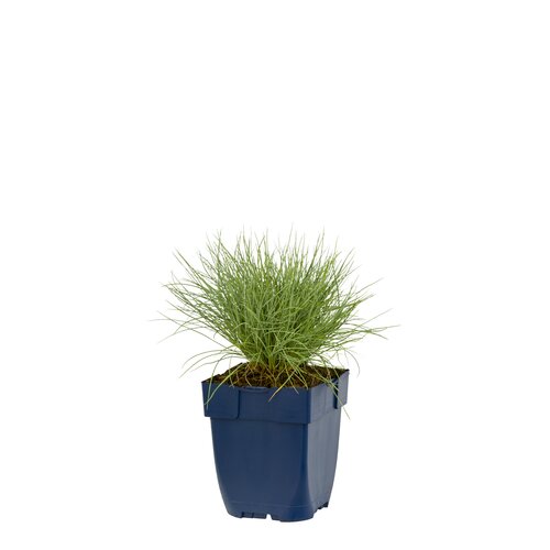 Festuca glauca, in 11cm-pot - afbeelding 1
