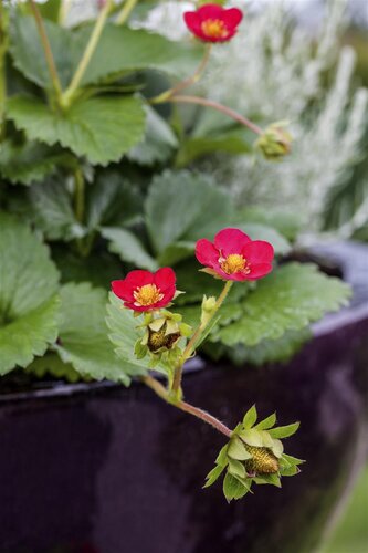 Hello Garden Fragaria 'Red Ruby' bodembedekker