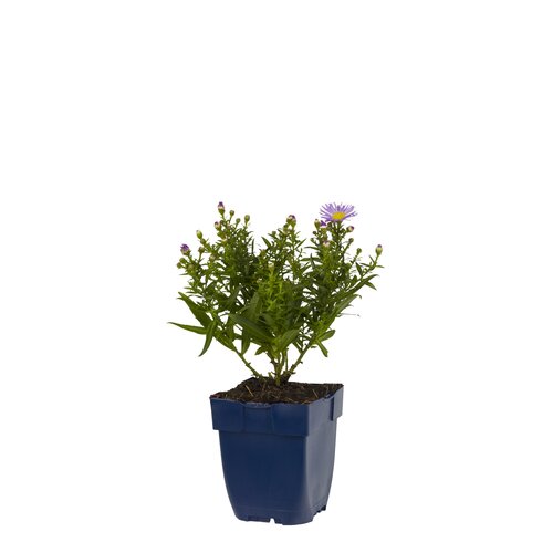 Aster 'Wood's Purple', in 11cm-pot