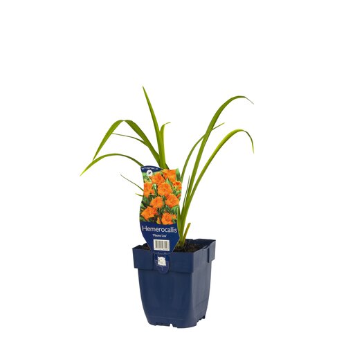 Hemerocallis 'Mauna Loa', in 11cm-pot