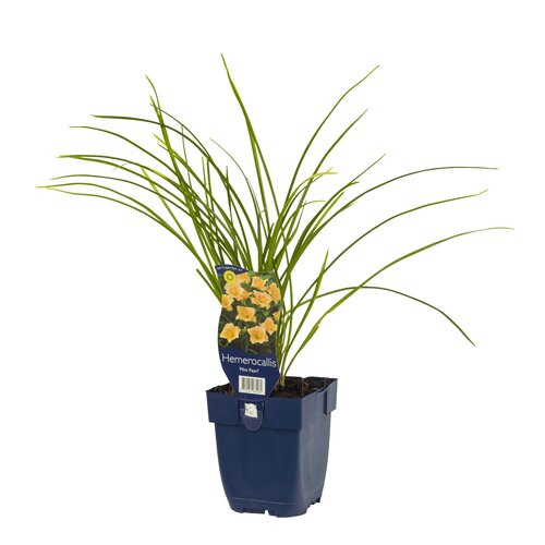 Hemerocallis 'Mini Pearl', in 11cm-pot