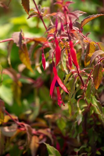 Hello Garden Fuchsia Riccartonii vaste plant - afbeelding 2
