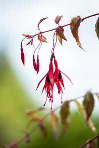 Hello Garden Fuchsia Riccartonii vaste plant - afbeelding 4