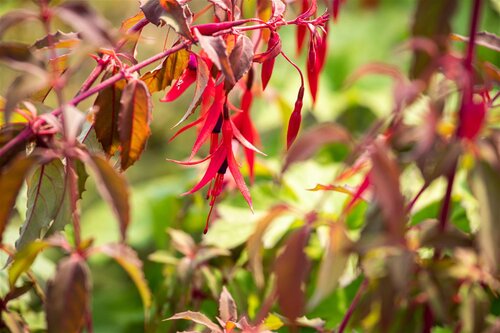 Hello Garden Fuchsia Riccartonii vaste plant - afbeelding 3