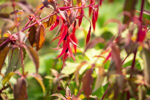 Hello Garden Fuchsia Riccartonii vaste plant - afbeelding 3