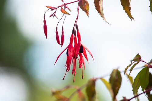 Hello Garden Fuchsia Riccartonii vaste plant - afbeelding 5