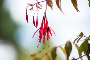 Hello Garden Fuchsia Riccartonii vaste plant - afbeelding 5