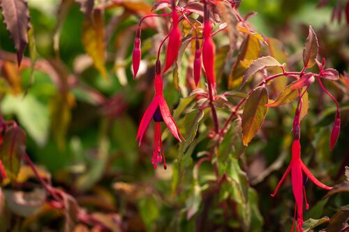 Hello Garden Fuchsia Riccartonii vaste plant - afbeelding 6