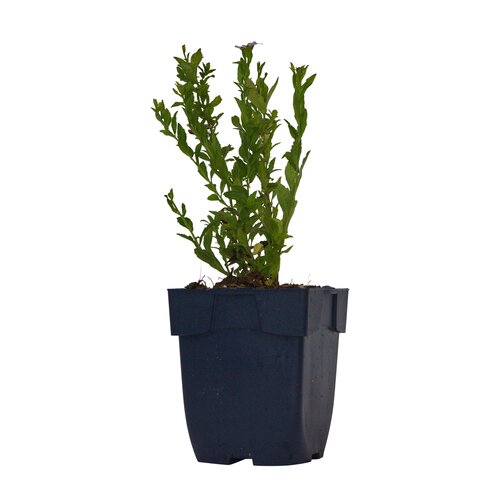 Hello Garden Fuchsia Riccartonii vaste plant - afbeelding 1