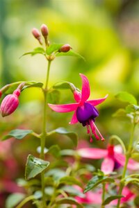 Hello Garden Fuchsia Tom Thumb vaste plant - afbeelding 4