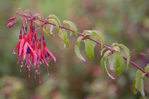 Hello Garden Fuchsia Tom Thumb vaste plant - afbeelding 2