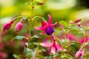 Hello Garden Fuchsia Tom Thumb vaste plant - afbeelding 3