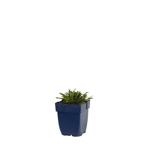 Oenothera 'African Sun', in 11cm-pot - afbeelding 1
