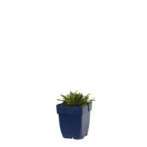 Oenothera 'African Sun', in 11cm-pot - afbeelding 1