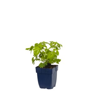 Aquilegia 'Biedermeier', in 11cm-pot - afbeelding 1