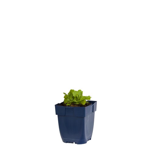 Arabis caucasica, in 11cm-pot - afbeelding 1