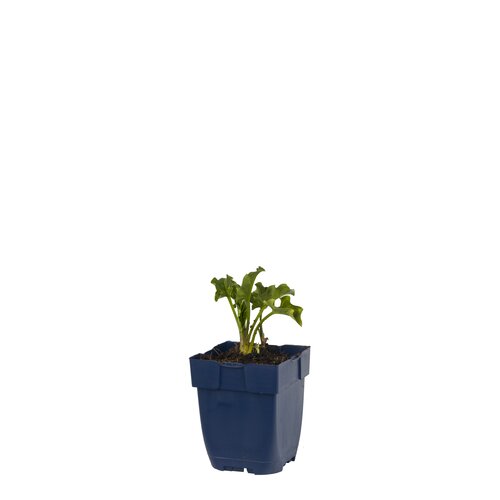 Arum italicum, in 11cm-pot