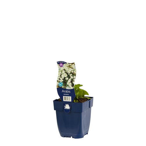Arabis caucasica, in 11cm-pot - afbeelding 2