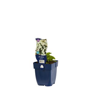 Arabis caucasica, in 11cm-pot - afbeelding 2
