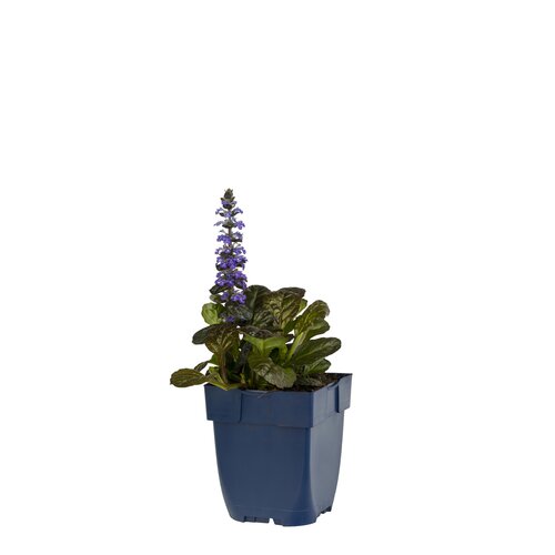 Hello Garden Geranium Anne Thomson vaste plant - afbeelding 2