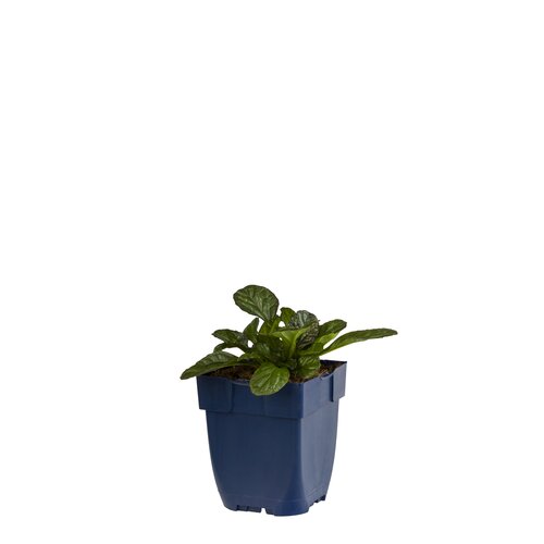 Hello Garden Geranium Anne Thomson vaste plant