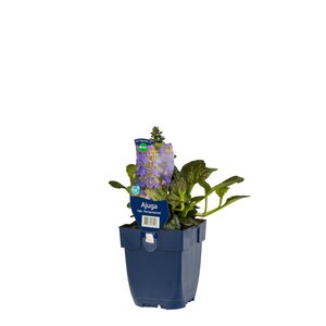 Hello Garden Geranium Anne Thomson vaste plant - afbeelding 4