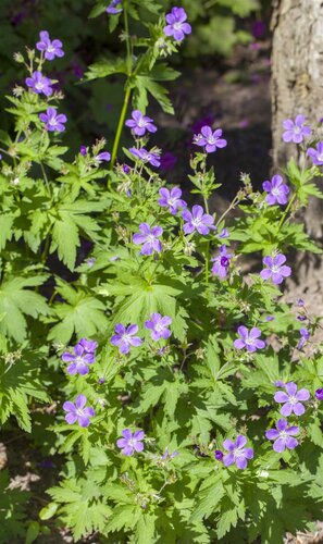 Hello Garden Geranium Brookside vaste plant - afbeelding 2