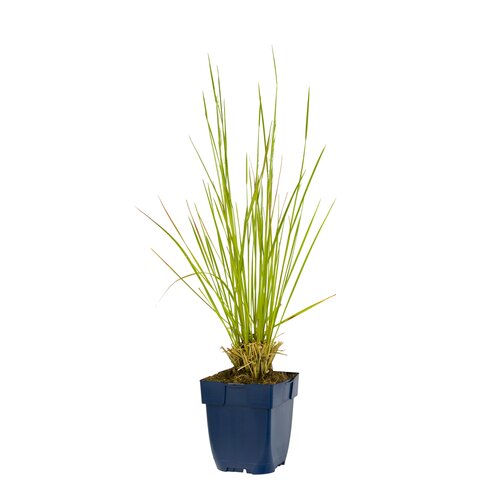Deschampsia cesp. 'Goldschleier', in 11cm-pot