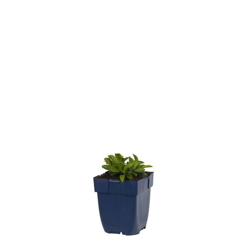 Veronica spic. 'Alba', in 11cm-pot