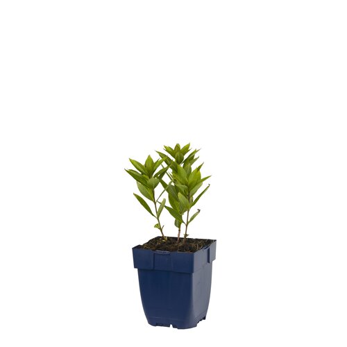 Veronicastrum virg. 'Pink Glow', in 11cm-pot