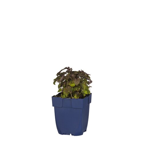 Viola labradorica, in 11cm-pot