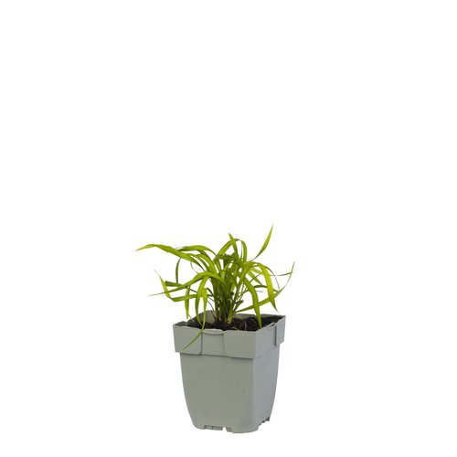 Liriope muscari 'Ingwersen', in 11cm-pot