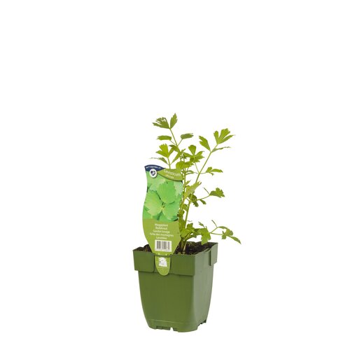 Hello Garden Geranium phaeum Samobor vaste plant - afbeelding 2