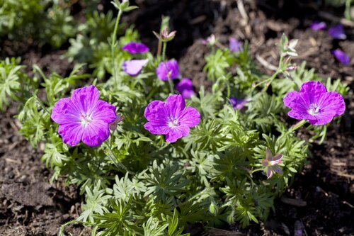 Hello Garden Geranium Philippe Vapelle vaste plant - afbeelding 2