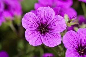 Hello Garden Geranium Philippe Vapelle vaste plant - afbeelding 3