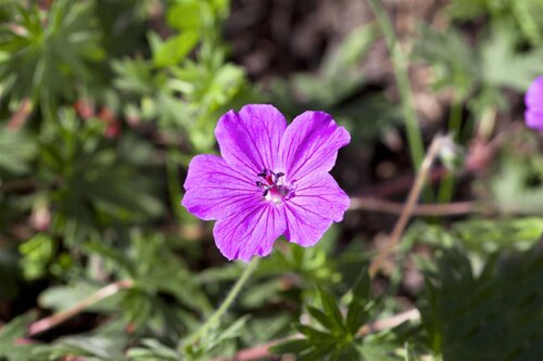 Hello Garden Geranium Philippe Vapelle vaste plant - afbeelding 5