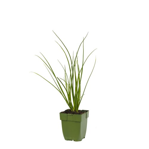 Allium tuberosum, in 11cm-pot - afbeelding 1