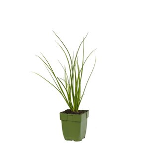Allium tuberosum, in 11cm-pot - afbeelding 1