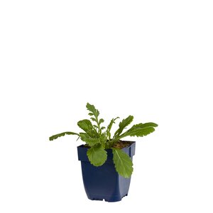 Hello Garden Geranium 'Rozanne' vaste plant