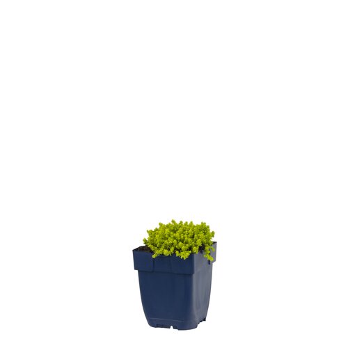 Sedum acre 'Yellow Queen', in 11cm-pot