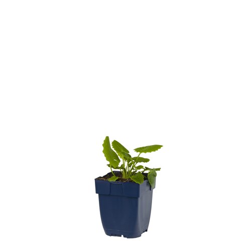 Hello Garden Geranium sanguineum vaste plant