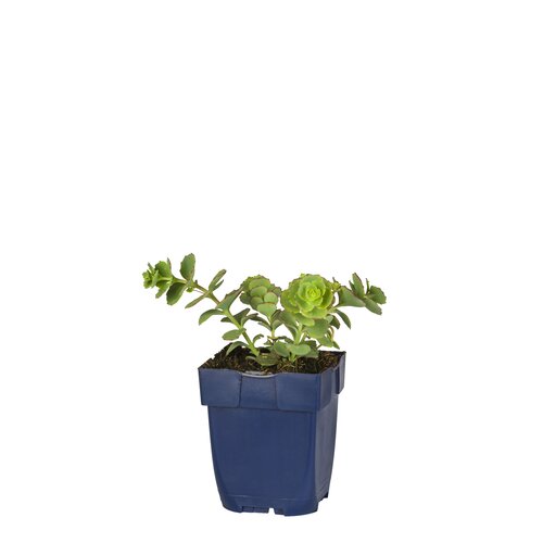 Sedum sieboldii, in 11cm-pot