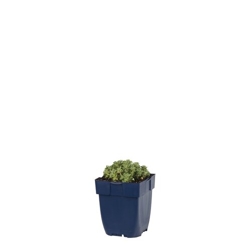 Sedum spath. 'Cape Blanco', in 11cm-pot